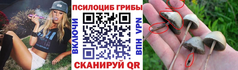 Галлюциногенные грибы Psilocybine cubensis  где продают наркотики  Дудинка 